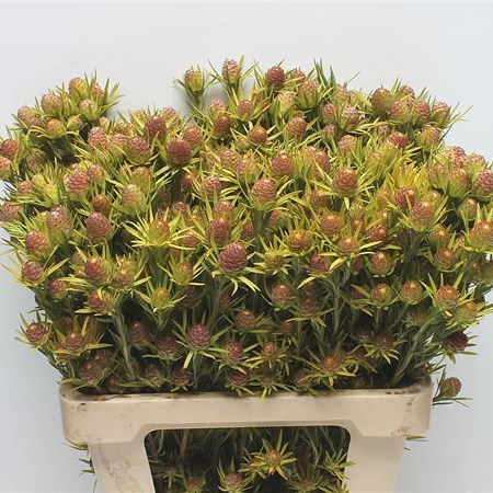 LEUCADENDRON CAPE SPICE