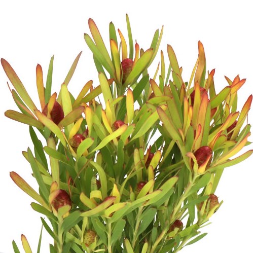 LEUCADENDRON CHERRY PEARL