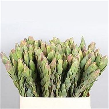 LEUCADENDRON DISCOLOR