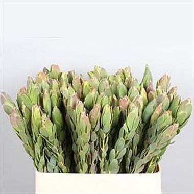 LEUCADENDRON DISCOLOR