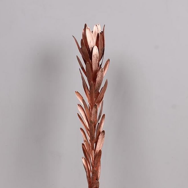 LEUCADENDRON DYED  COPPER
