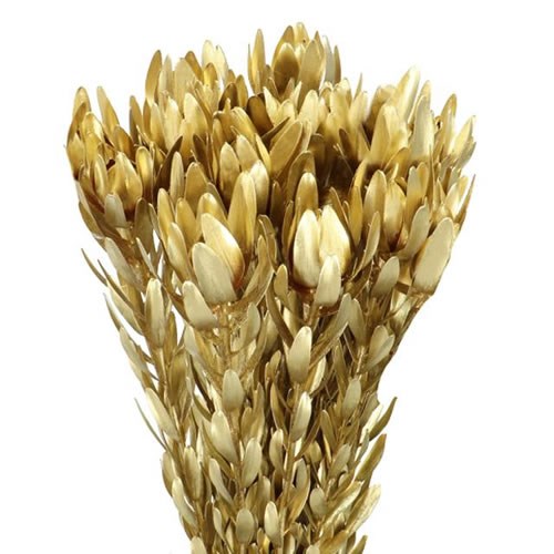 LEUCADENDRON DYED GOLD