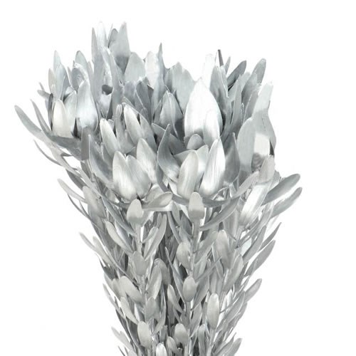 LEUCADENDRON DYED SILVER