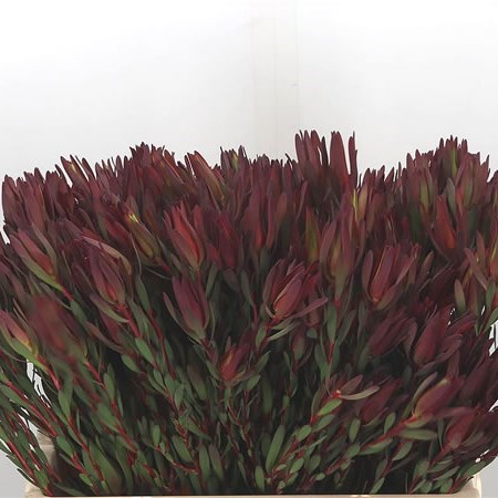 LEUCADENDRON HARVEST GIRL (SPRAY)