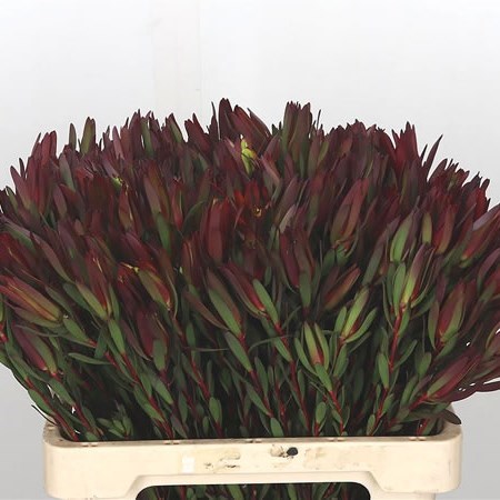 LEUCADENDRON HARVEST GIRL (SPRAY)