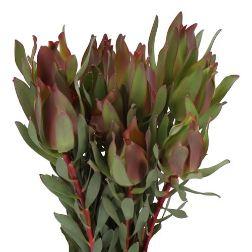 LEUCADENDRON HIGHLIGHT