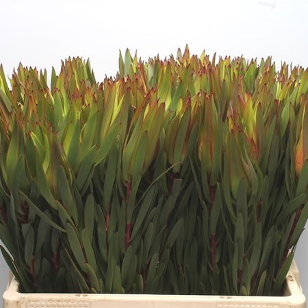 LEUCADENDRON INCA GOLD
