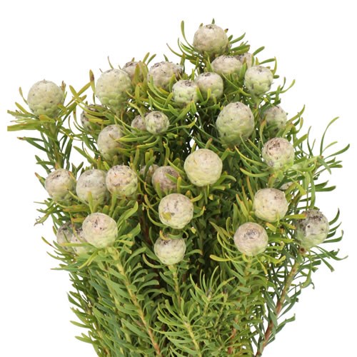 LEUCADENDRON JADE PEARL
