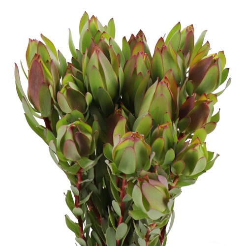 LEUCADENDRON MOUNTAIN ROSE