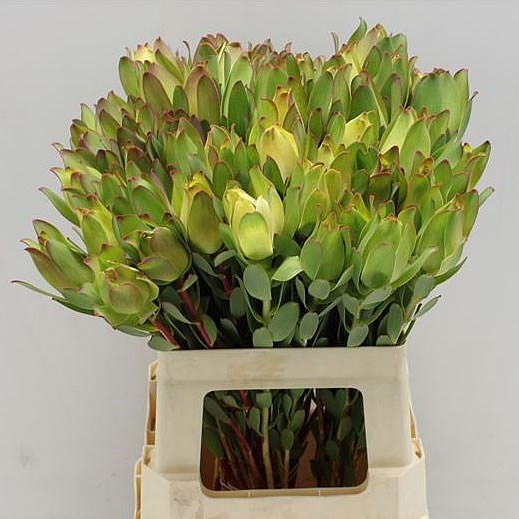 LEUCADENDRON MOUNTAIN ROSE