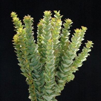 LEUCADENDRON PARANOMUS REFLEXUS