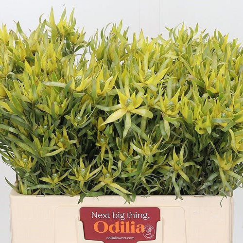 LEUCADENDRON PISA SPRAY