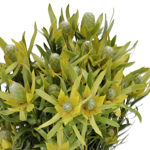 LEUCADENDRON PISA SPRAY