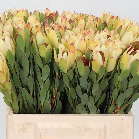 LEUCADENDRON POM-POM 50cm | Wholesale Dutch Flowers & Florist Supplies UK