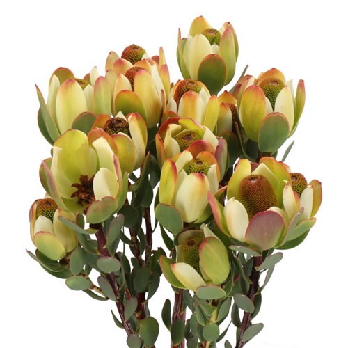 LEUCADENDRON POM POM
