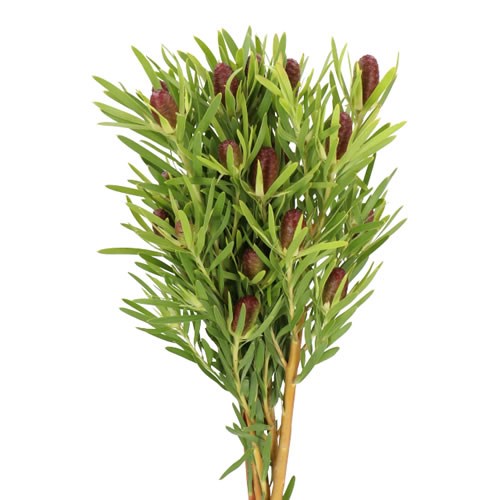 LEUCADENDRON RED TAG