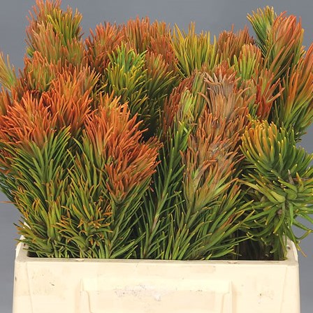 LEUCADENDRON RETZIA CAPENSIS