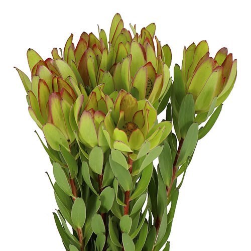 LEUCADENDRON SAFARI GOLDSTRIKE 40cm Wholesale Dutch Flowers & Florist