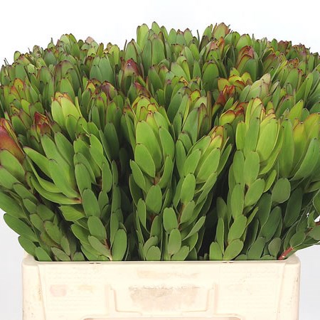LEUCADENDRON SAFARI GOLDSTRIKE
