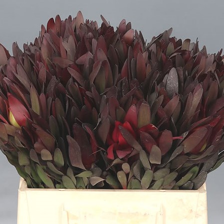 LEUCADENDRON SAFARI SUNSET