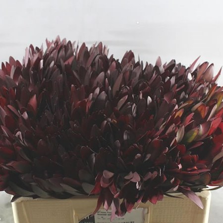 LEUCADENDRON SAFARI SUNSET