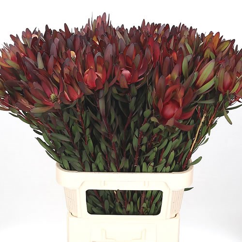 LEUCADENDRON SAFARI SUNSET