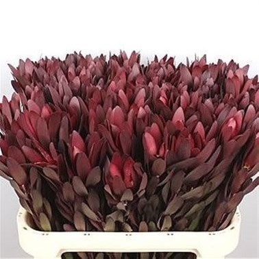 LEUCADENDRON SAFARI SUNSET