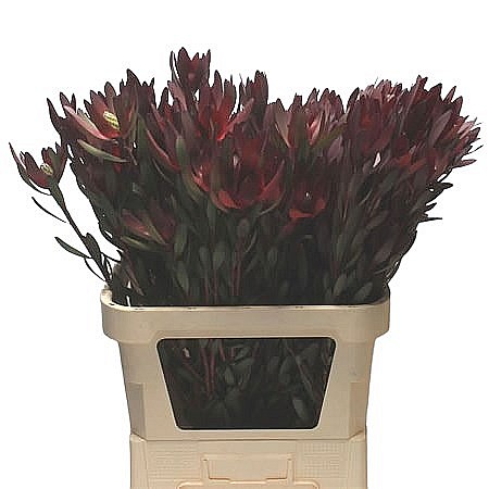 LEUCADENDRON SAFARI SUNSET (SPRAY)
