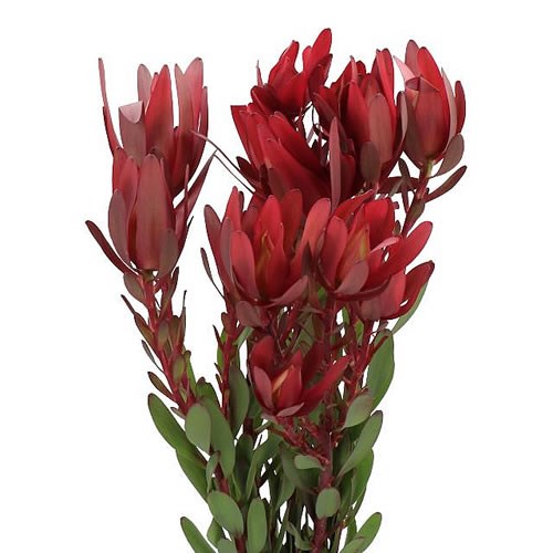 LEUCADENDRON SAFARI SUNSET (SPRAY)