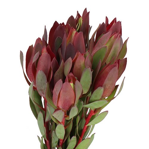 LEUCADENDRON SENORITA