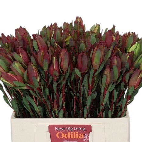 LEUCADENDRON SENORITA SPRAY