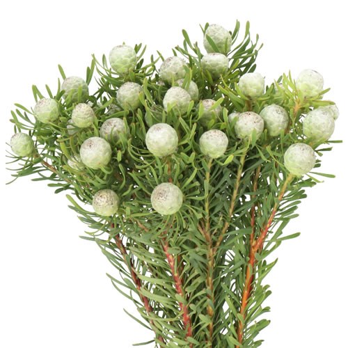 LEUCADENDRON SILVER PEARL (SPRAY)