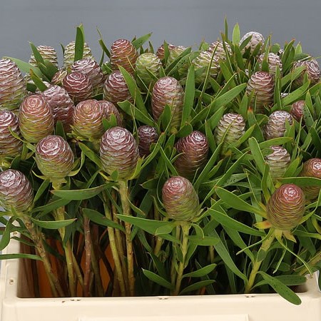 LEUCADENDRON STRICTUM