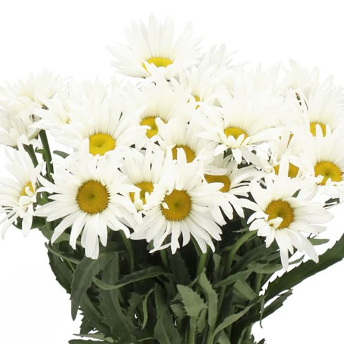 LEUCANTHEMUM HARMONY