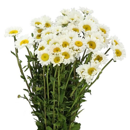 LEUCANTHEMUM RHEINBLICK