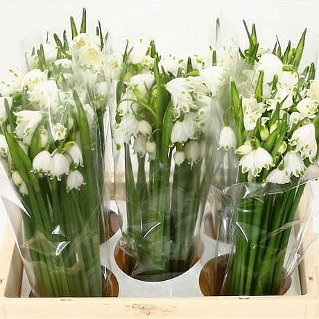 LEUCOJUM AESTIVUM