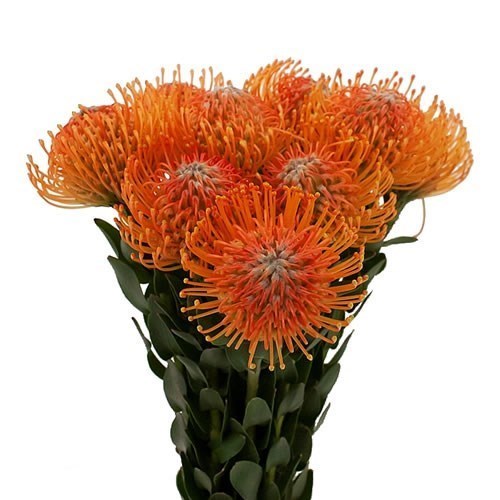LEUCOSPERMUM AYOBA ORANGE