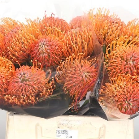 LEUCOSPERMUM AYOBA PEACH