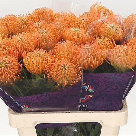 LEUCOSPERMUM AYOBA PEACH