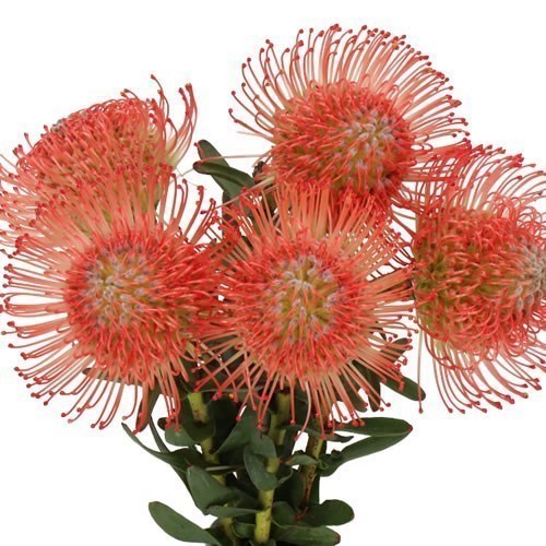 LEUCOSPERMUM AYOBA PINK