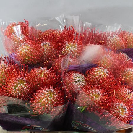 LEUCOSPERMUM AYOBA RED