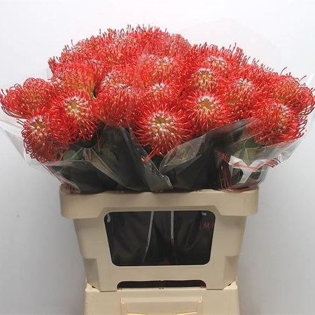 LEUCOSPERMUM AYOBA RED