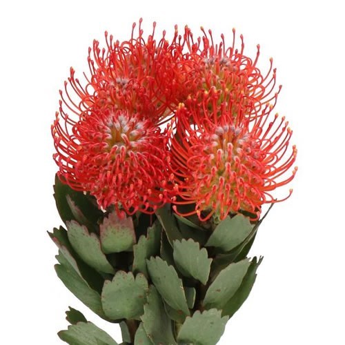 LEUCOSPERMUM AYOBA RED (GROWER PACK)