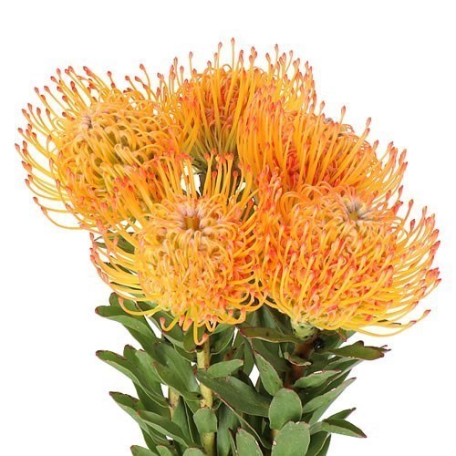 LEUCOSPERMUM AYOBA SUN