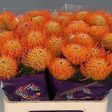 LEUCOSPERMUM AYOBA SUN