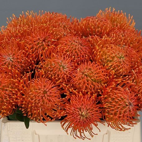 LEUCOSPERMUM AYOBE ORANGE