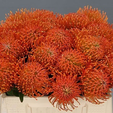 LEUCOSPERMUM AYOBE ORANGE