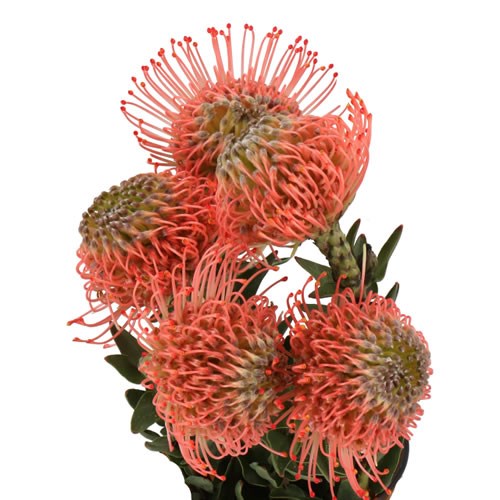 LEUCOSPERMUM AYOBE PINK GUAVA