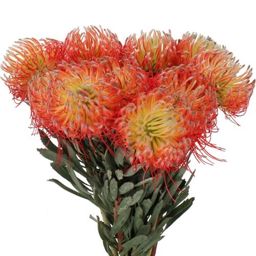 LEUCOSPERMUM BLANCHE