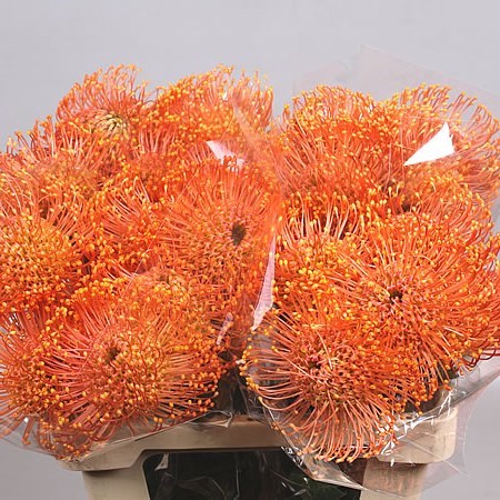 LEUCOSPERMUM CORDIFOLIUM